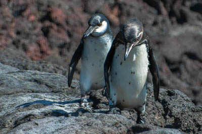 Photo Note Card: 
Galapagos Penguins on a lava rock shoreline, taken on a dinghy ride along the coast of Bartelome (Bartholomew) Island, Galapagos Islands, Ecuador