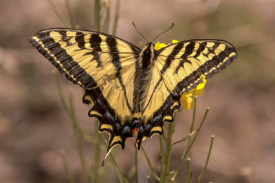 Photo Note Card: 
Swallowtail Butterfly perched on a flower, Capulin Canyon/Painted Cave Trail, Bandelier National Monument, New Mexico