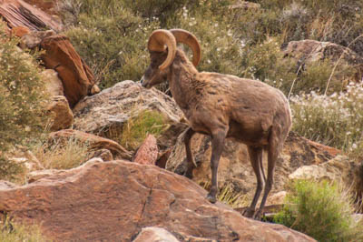 Photo Note Card: 
Bighorn Sheep scrambling up a rock cliff,  hike in lower South Canyon in  Grand Canyon National Park, Arizona