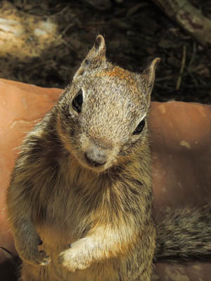 Photo Note Card: 
Fox Squirrel along the trail to the Narrows, Virgin River in Zion National Park, southwestern Utah