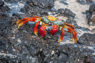 Photo Note Card: 
Sally Lightfoot Crab (Zayapa), Las Bachas Beach, Santa Cruz (Indefatigable) Island, Galapagos Islands, Ecuador