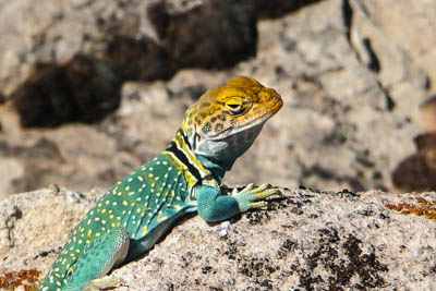 Photo Note Card: 
Brightly colored Collared Lizard basking on a rock, Chapin Mesa, Mesa Verde National Park,  southwestern Colorado