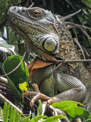 Photo Note Card: 
Green Iguana, Boat ride along canals in Parque Nacional Tortuguero,  Costa Rica