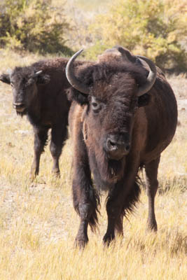 Photo Note Card: 
Bison cow and her calfBison cow and her calf at the Zapata Ranch Nature Conservancy Preserve in Colorado