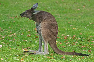 Photo Note Card: 
Big Red Kangaroo at Yanchep National Park in Western Australia, Australia