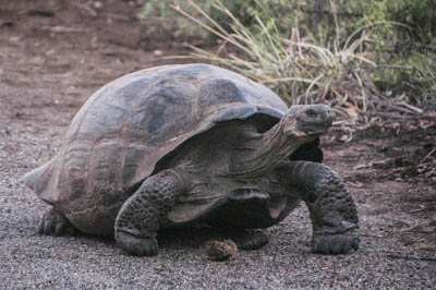 Photo Note Card: 
Giant Tortoise (estimated as young at 30 years old), Urbina (Urvina) Bay, Isabela Island, Galapagos Islands, Ecuador