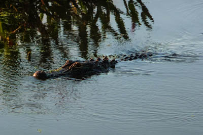 Photo Note Card: 
American Alligator swimming in a lagoon in early morning, Wakodahatchee Wetlands in Delray Beach, Florida