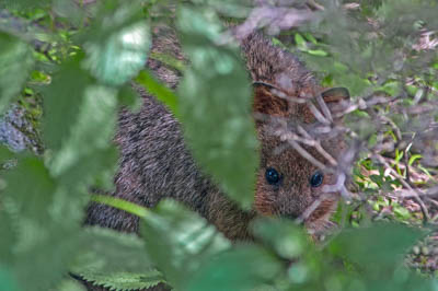 Photo Note Card: 
Quokka peeking out from the undergrowth on Rottnest Island, in Western Australia, Australia