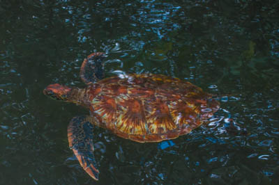 Photo Note Card: 
Galapagos Green Sea Turtle swimming in a lagoon, Elizabeth Bay, Isabela Island,  in the Galapagos Archipelago, Ecuador