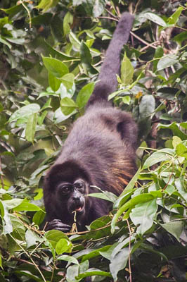 Photo Note Card: 
Howler Monkey eating fruit in a Rain Forest, Boat ride along canals in Parque Nacional Tortuguero, eastern Costa Rica