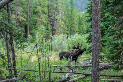 Photo Note Card: 
Bull Moose foraging in a Ponderosa Pine forest, Western slope of Rocky Mountain National Park, Colorado