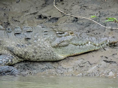 Photo Note Card: Crocodile basking in the river bank, Rio Tempisque boat ride, El Viejo Wetlands, Guanacaste Costa Rica