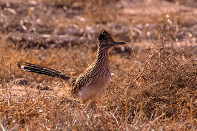 Photo Note Card: Greater Roadrunner in a field, Bosque del Apache National Wildlife Refuge, near Socorro, New Mexico