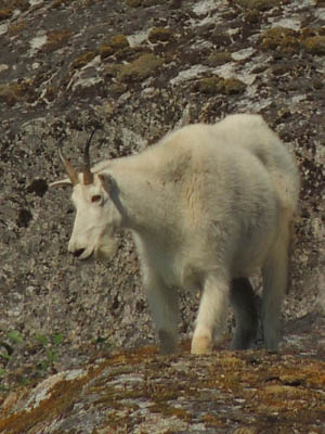 Photo Note Card: 
Mountain Goat ewe high on a rocky cliff in upper Endicott Arm of Holkham Bay, in the Inner Passage of southeast Alaska