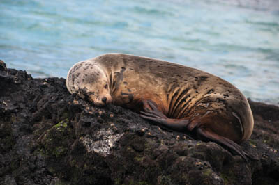 Photo Note Card: Galapagos Sea Lion sleeping on a rock outcrop, Pange ride to Elizabeth Bay, Isabela Island,  in the Galapagos Archipelago, Ecuador