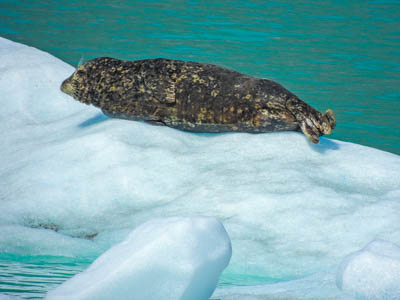Photo Note Card: 
Harbor Seal sunbathing on a bergy bit,  was taken in Endicott Arm of Holkham Bay, southeast Alaska