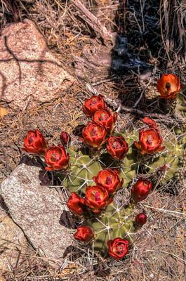 Photo Note Card: 
Claret Cup Cactus, Capulin Canyon/Painted Cave Trail, Bandelier National Monument, New Mexico