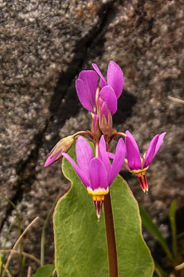 Photo Note Card: 
Shooting Star wildflower, taken along a kayaking and hiking day trip on Porcupine Isand, in Porcupine Cove, the Glacier Bay area of southeast Alaska