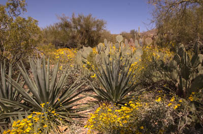 Photo Note Card: 
Agave, Prickly-pear Cactus and other Desert Flora in Bloom, Sonoran Desert Museum, near Tuscon, Arizoana
