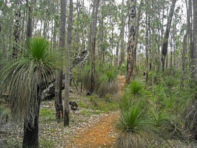 Photo Note Card: 
Grass Tree Forest Setting,along a walk-about (hike) on the Bibbulmun  Track (trail) in the bush  northeast of Perth, Western Australia, Australia