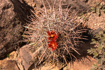 Photo Note Card: 
Claret Cup Hedgehog Cactus, Sonoran Desert Museum, near Tuscon, Arizona