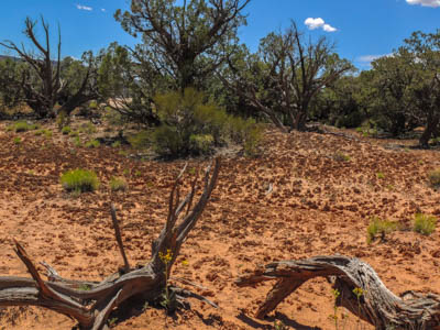 Photo Note Card: 
desert forest setting, of  rare and fragile Crytobiotic Soil, juniper, pinyon pines and wildflowers,  was taken along a hike in Natural Bridges National Monument near Blanding, in southwestern Utah