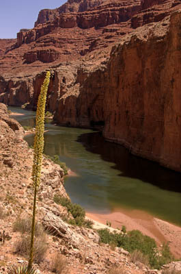 Photo Note Card: 
Century Plant in bloom,overlooking the Colorado River and  Marble Canyon, from South Canyon in Grand Canyon National Park, Arizona