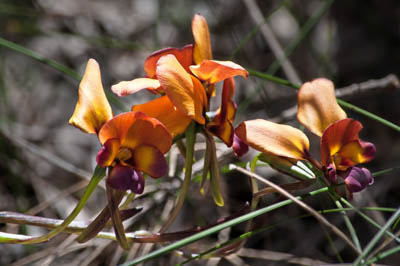Photo Note Card: 
Donkey Orchids, taken along a bush walk in Kings Park/Botanical Garden in Perth, Western Australia, Australia