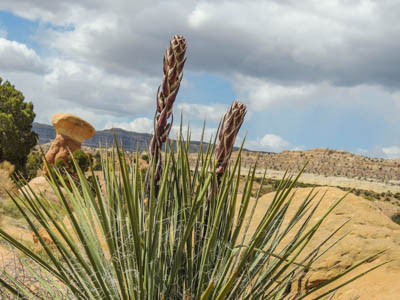 Photo Note Card: 
Yucca in early Bloom, Devil's Garden, Grand Staircase-Escalante, Utah
