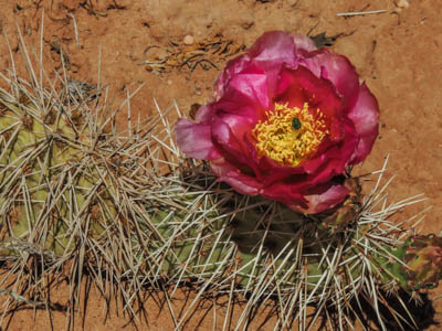 Photo Note Card: 
Pink Prickly Pear Cactus in Bloom, Cottonwood Canyon, Grand Staircase-Escalante, Utah