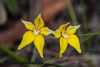 Photo Note Card: 
Cowslip Orchids along a bush walk in the Perth area of Western Australia, Australia