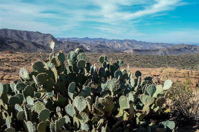 Photo Note Card: 
Cluster of Prickly Pear Cactus, Superstition Wilderness near Apache Junction, east of Phoenix, Arizona