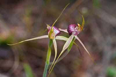 Photo Note Card: 
Spider Orchid along a bush walk in the Perth area of Western Australia, Australia