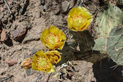 Photo Note Card: 
Yellow Prickly Pear Cactus in Bloom, Near Phantom Ranch at the bottom of the Grand Canyon, Grand Canyon National Park, Arizona