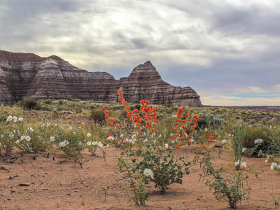 Photo Note Card: 
Copper Mallow and Pale Evening Primrose, Toadstools section of Grand Staircase Escalante National Monumen, southern Utah