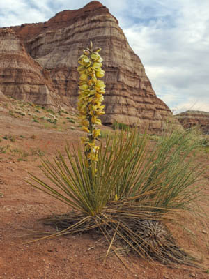 Photo Note Card: 
Yucca in bloom, taken on a hike in the Toadstools section of Grand Staircase-Escalante National Monument in southern Utah