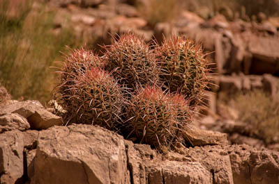 Photo Note Card: 
Ball Cactus, bottom of the Grand Canyon above the Colorado River at South Canyon Beach, Grand Canyon National Park, Arizona