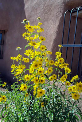 Photo Note Card: 
Yellow Composites at Ghost Ranch, Abiquiu, New Mexico