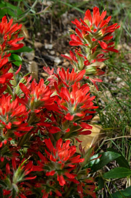 Photo Note Card: 
Indian Paintbrush wildflowers, Spur trail from Hance Canyon to Horseshoe Mesa, in Grand  National Park, Arizona