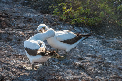 Photo Note Card: 
Nazca (masked) Boobies courting, on a hike on plateau  (eastern side of caldera) above Prince Phillip's Steps, Genovesa (Tower) Island, Galapagos Islands, Ecuador