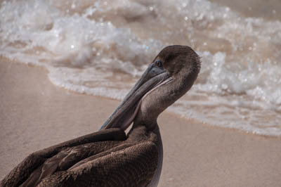 Photo Note Card: 
Brown Pelican on Las Bachas Beach, Santa Cruz Indefatigable Island, Galapagos Islands, Ecuador 