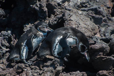 Photo Note Card: 
Galapagos Penguins on a lava rock shoreline,  along the coast of Bartelome (Bartholomew) Island, Galapagos Islands, Ecuador
