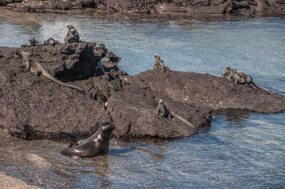 Photo Note Card: 
Sealion Pup playing in the beach shallows with Marine Iguanas in the rocks above,  on Fernandina Island, Galapagos Islands, Ecuador