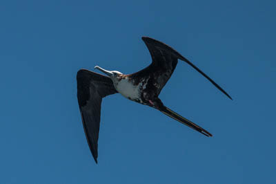Photo Note Card: 
Female Great Frigatebird flying overhead, near Fernandina  Island, Galapagos Islands, Ecuador