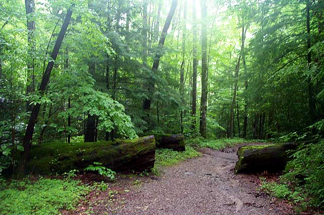 Photo Note Card: Forest Setting, taken along the Ramsay Cascade trail,  in Great Smoky Mountains National Park, Tennessee