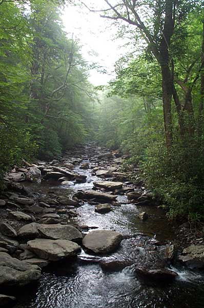 Photo Note Card: 
Gurgling Woodland Brook, along the Alum Caves Bluff trail, in Great Smoky Mountains National Park, Tennessee