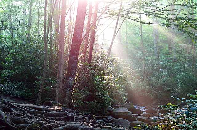 Photo Note Card: 
Sunbeam streaming into the forest, was taken in Cades Cove, in Great Smoky Mountains National Park, Tennessee