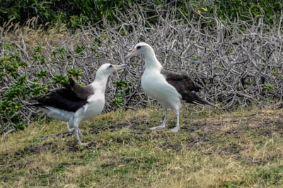 Photo Note Card: 
Laysan Albatross courting,  was taken along the Laysan Albatross Walk, near Kaena Point on the northern coast of the island of Oahu, Hawaii