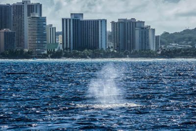 Photo Note Card: 
Humpback Whale Sounding, was taken in Honolulu Harbor on the  Island of  Oahu, Hawaii