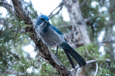Photo Note Card: 
Canyon Jay, was taken at our campsite in Kodachrome Basin State Park, in southwestern Utah
